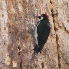 NPS Acorn-Woodpecker-2_size