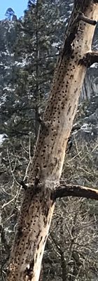 tree with Acorn Woodpecker granary in Yosemite