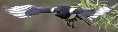 Magpie with widespread wings
