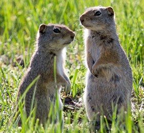 2 ground squirrels standing in a meadow