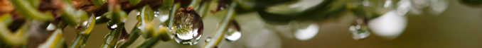 raindrops on ends of spruce needles