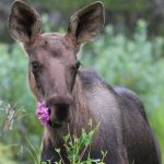 young moose with pink fireweed flowers in mouth