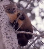 pine martin on a tree trunk
