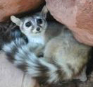 ringtailed cat in rocks