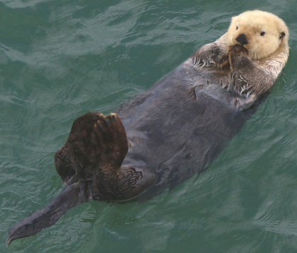 sea otter floating on back