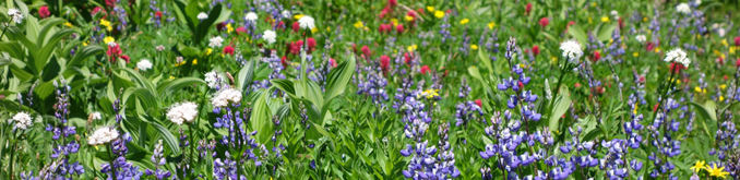 many types of wildflowers