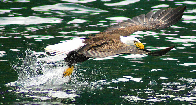 Bald Eagle just above the water, flying off with a fish
