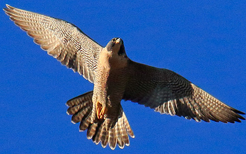 peregrine falcon from below