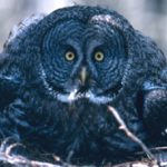 great gray owl facing the viewer