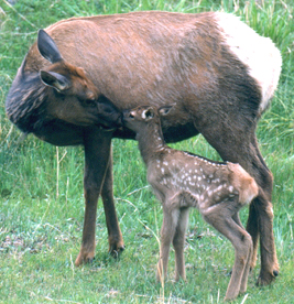 elk and calf