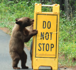 The Bears are coming back to Decatur. Here's how to take part. 