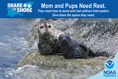 mom and pup seal