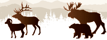 moose size comparison