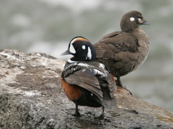 male and female duck on a rock