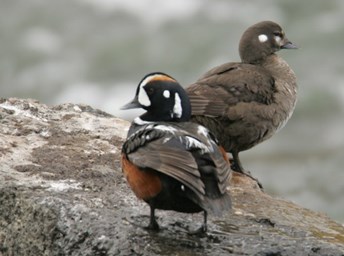 Wyoming Harlequin ducks-La Grange Cascade-Yellowstone National Park by  Judith Zimmerman (24 x 8) 