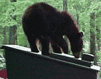 bear on top of dumpster