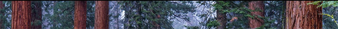 ow of trees cropped
