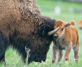 baby bison butts head with adult