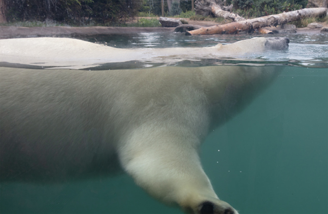 polar bear shown mostly underwater from the side