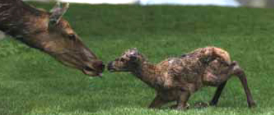 elk animal size