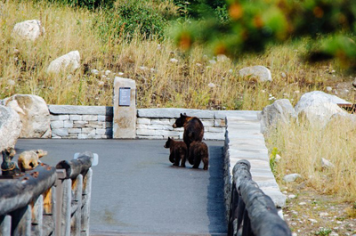 bear and 2 cubs on paved path