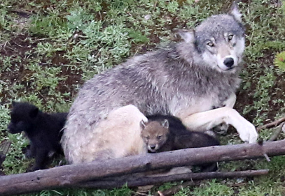 wolf and three pups