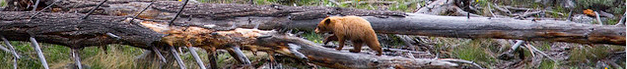 bear walking along fallen tree