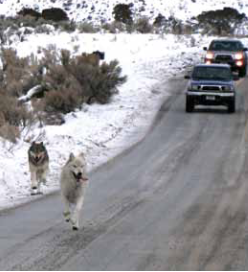 wolves running alongside road