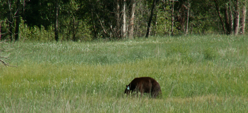 bear with ear tag