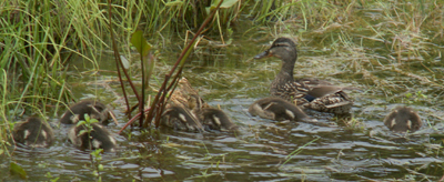 baby ducks all have their heads underwater