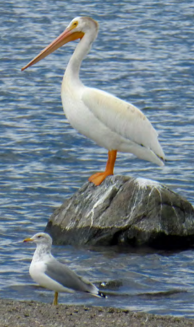 pelican on a rock, seagull nearby on shore