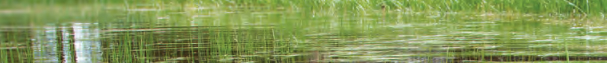 pond with grasses