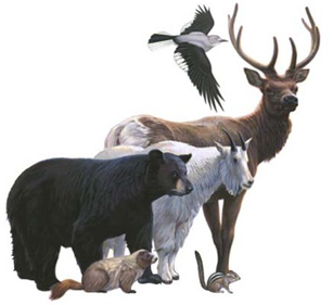 Moose Size Comparison