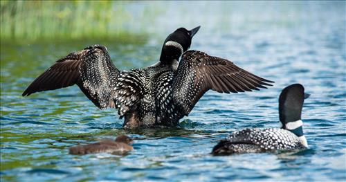 two loons in water, a third one starting to fly away