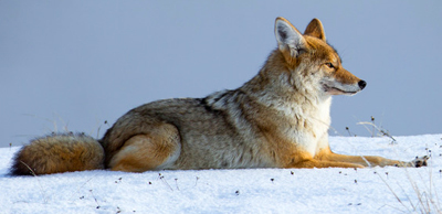 coyote sitting down on a snow covered field
