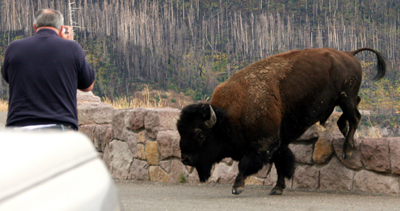 bison halfway over a wall