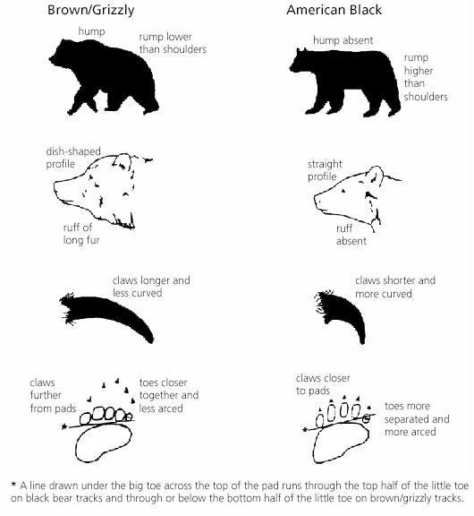drawings of bears and their paws