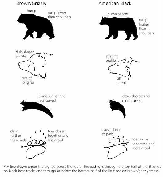 water bear size comparison