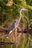 Great Blue heron at pond