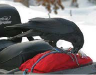 raven pecking at a bag on a motorcycle