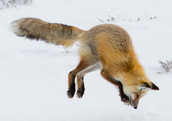 red fox in mid-air