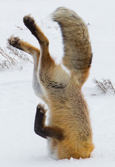 fox jumped into snow