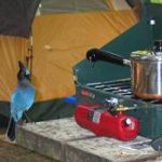blue jay on table next to camping stove