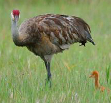 tall bird and tiny chick just visible in the grass