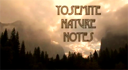 Yosemite Nature Notes