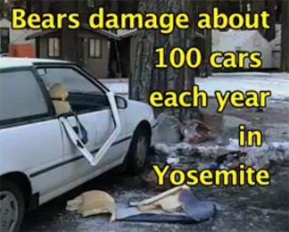 bears damage about 100 cars each year