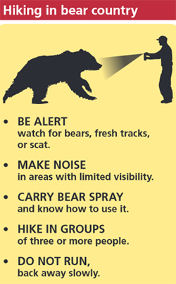 Tips for black bear encounters: Keep your distance, and beware if it paws  the ground