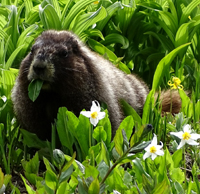 NPS photo Hoary Marmot eating in a meadow