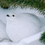 white bird sitting in snow