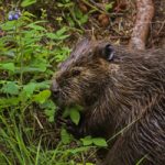 beaver eating leaves